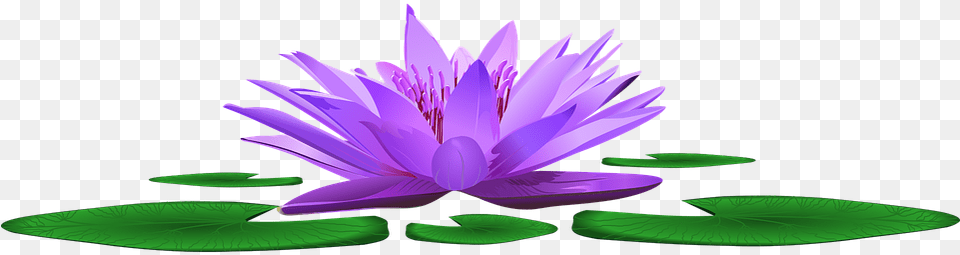 Pond, Flower, Lily, Plant, Purple Png Image
