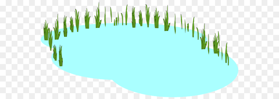 Pond Land, Nature, Outdoors, Plant Free Transparent Png