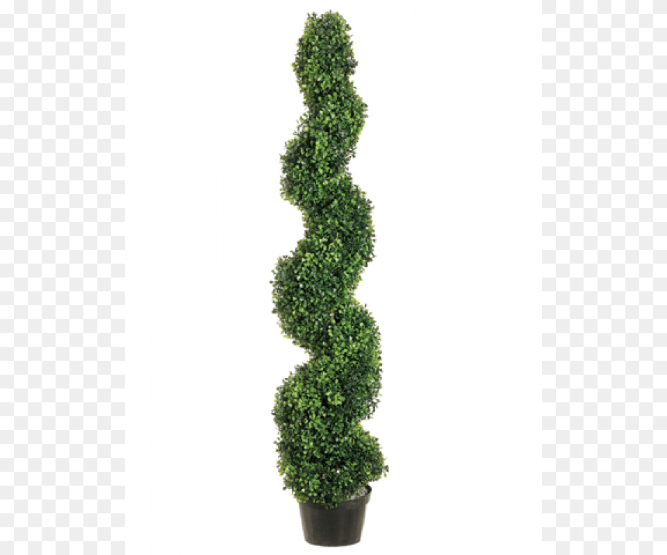 Pond Boxwood Spiral Topiary In Plastic Pot Green, Conifer, Plant, Potted Plant, Tree Png