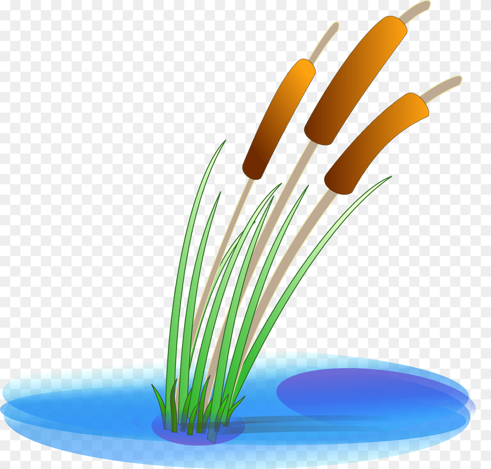 Pond Clipart, Anther, Flower, Plant, Reed Png