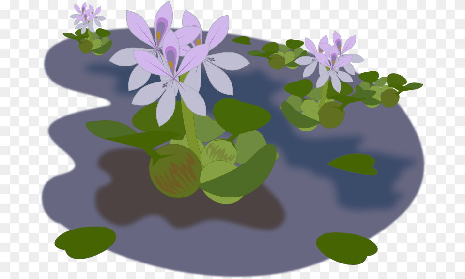 Pond Clipart School Water Hyacinth, Flower, Geranium, Plant, Anemone Free Png Download