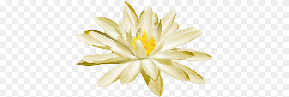 Pond Life Water Lily Graphic By Sheila Reid Pixel Sacred Lotus, Flower, Plant, Pond Lily Free Png Download