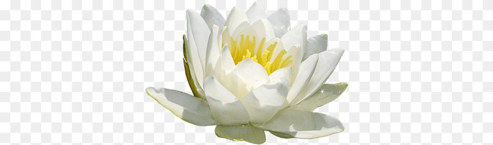 Pond Lily Water Lily Flower Essence Prairie Deva Self Sacred Lotus, Plant, Pond Lily Png Image