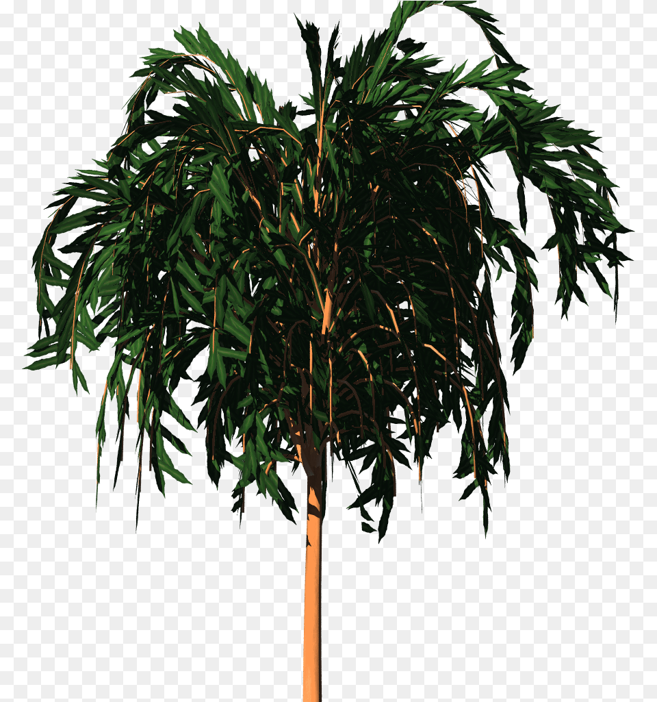 Pond Pine, Palm Tree, Plant, Tree, Vegetation Free Transparent Png