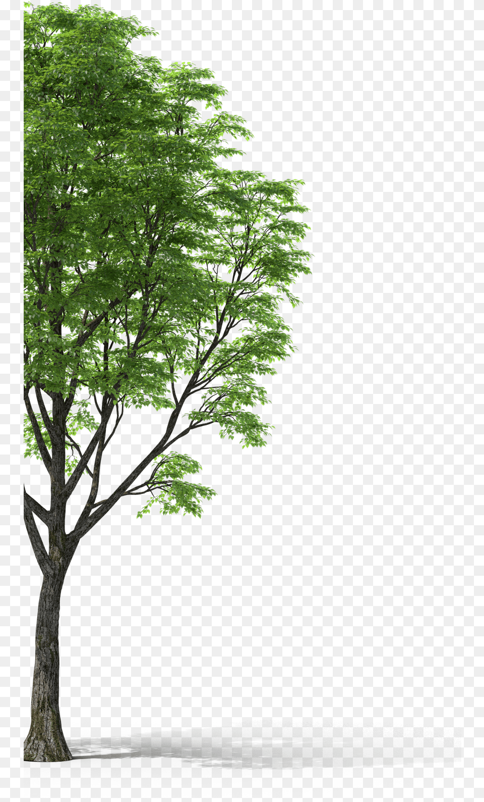Pond Pine, Plant, Tree, Tree Trunk, Leaf Free Png