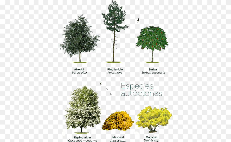 Pond Pine, Conifer, Vegetation, Tree, Plant Png Image