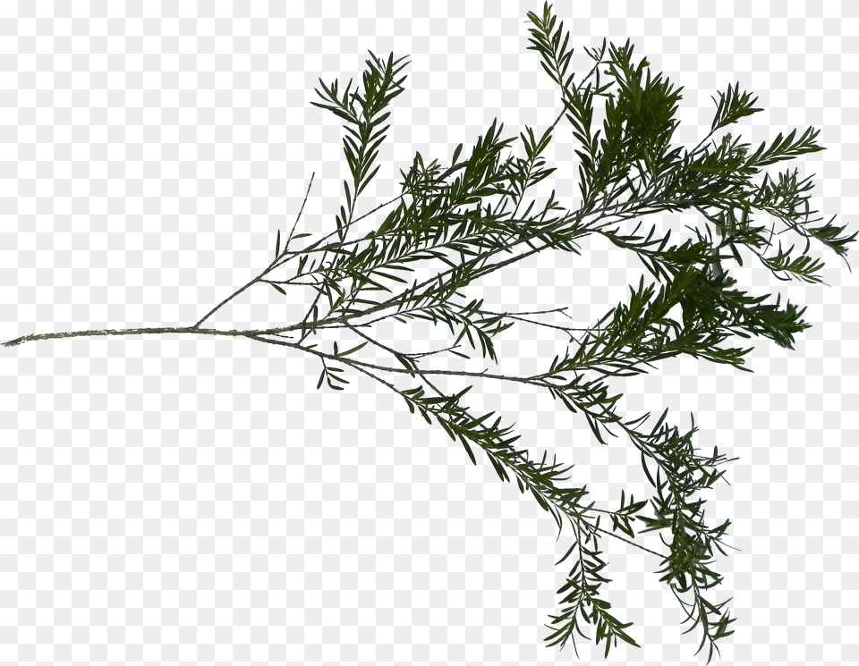 Pond Pine, Food, Plant, Seasoning, Tree Png Image