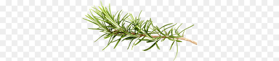 Pond Pine, Conifer, Plant, Tree, Fir Free Transparent Png