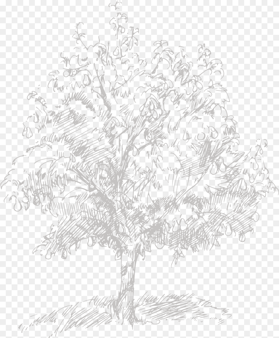 Pond Pine, Art, Doodle, Drawing Free Png Download