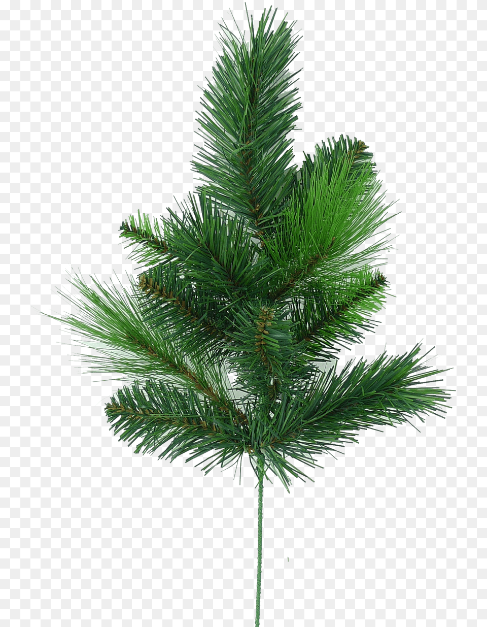 Pond Pine, Fir, Plant, Tree, Conifer Free Png