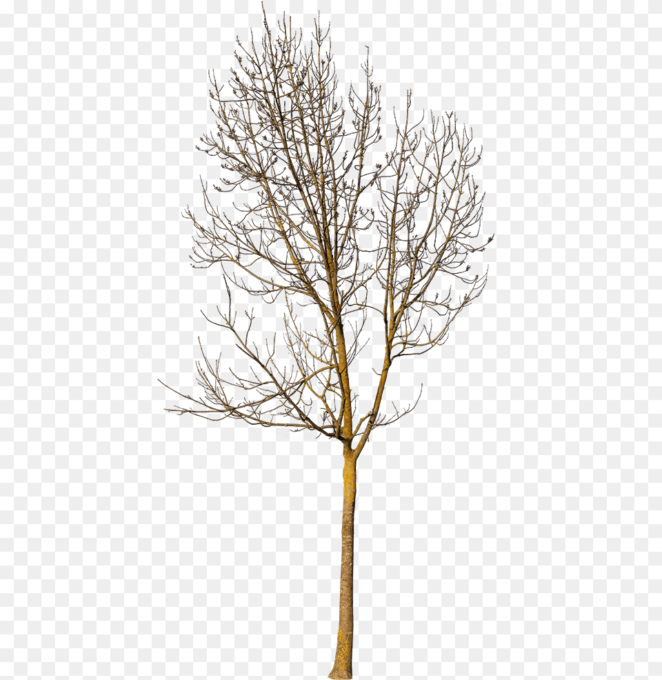 Pond Pine, Plant, Tree, Tree Trunk, Oak Free Png