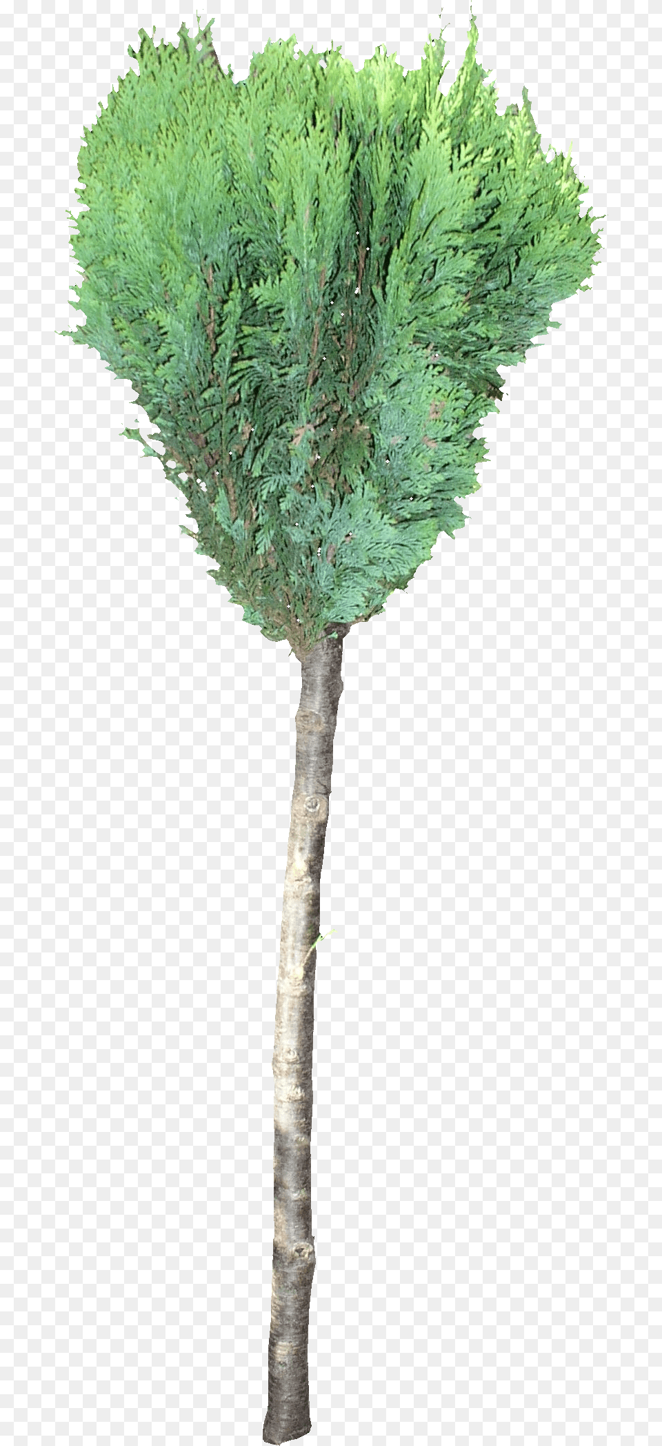 Pond Pine, Conifer, Plant, Tree, Fir Free Transparent Png