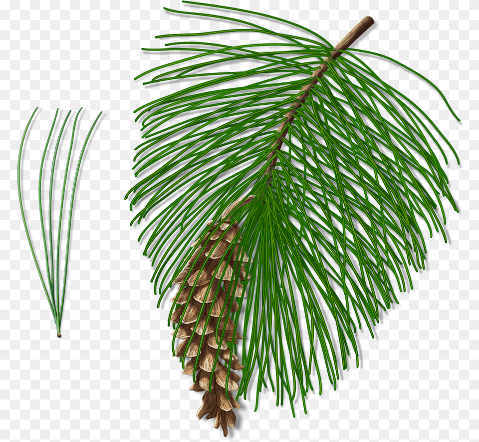 Pond Pine, Conifer, Plant, Tree, Fir Png