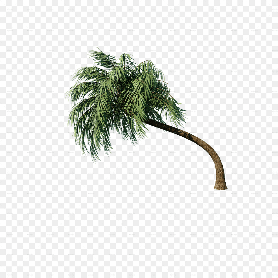 Pond Pine Free Png