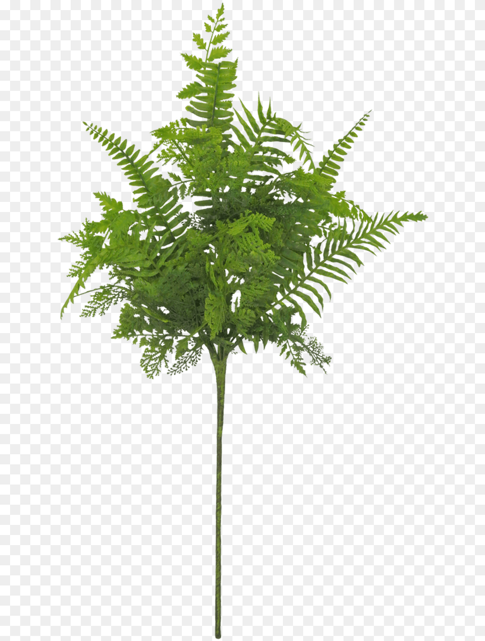 Pond Pine, Fern, Plant, Leaf, Tree Png