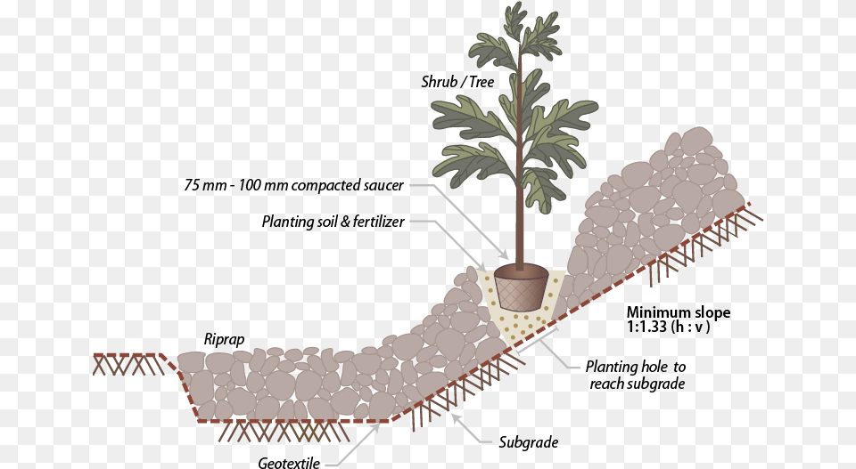 Pond Pine, Tree, Plant, Potted Plant, Snake Free Png
