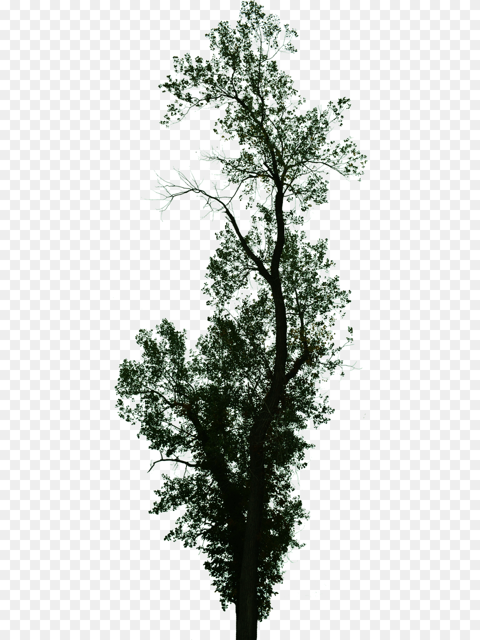 Pond Pine, Plant, Tree, Tree Trunk, Vegetation Png Image