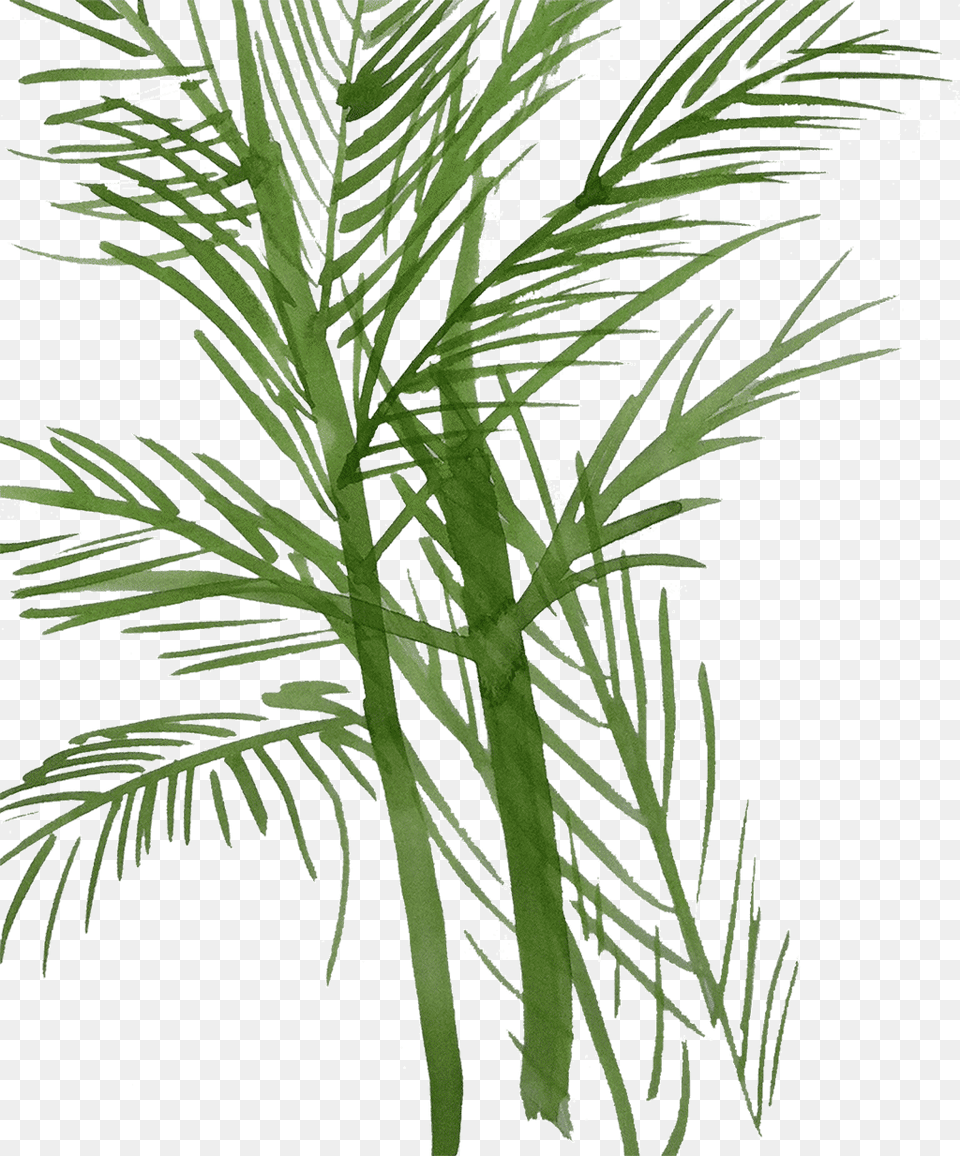 Pond Pine, Palm Tree, Plant, Tree Png Image