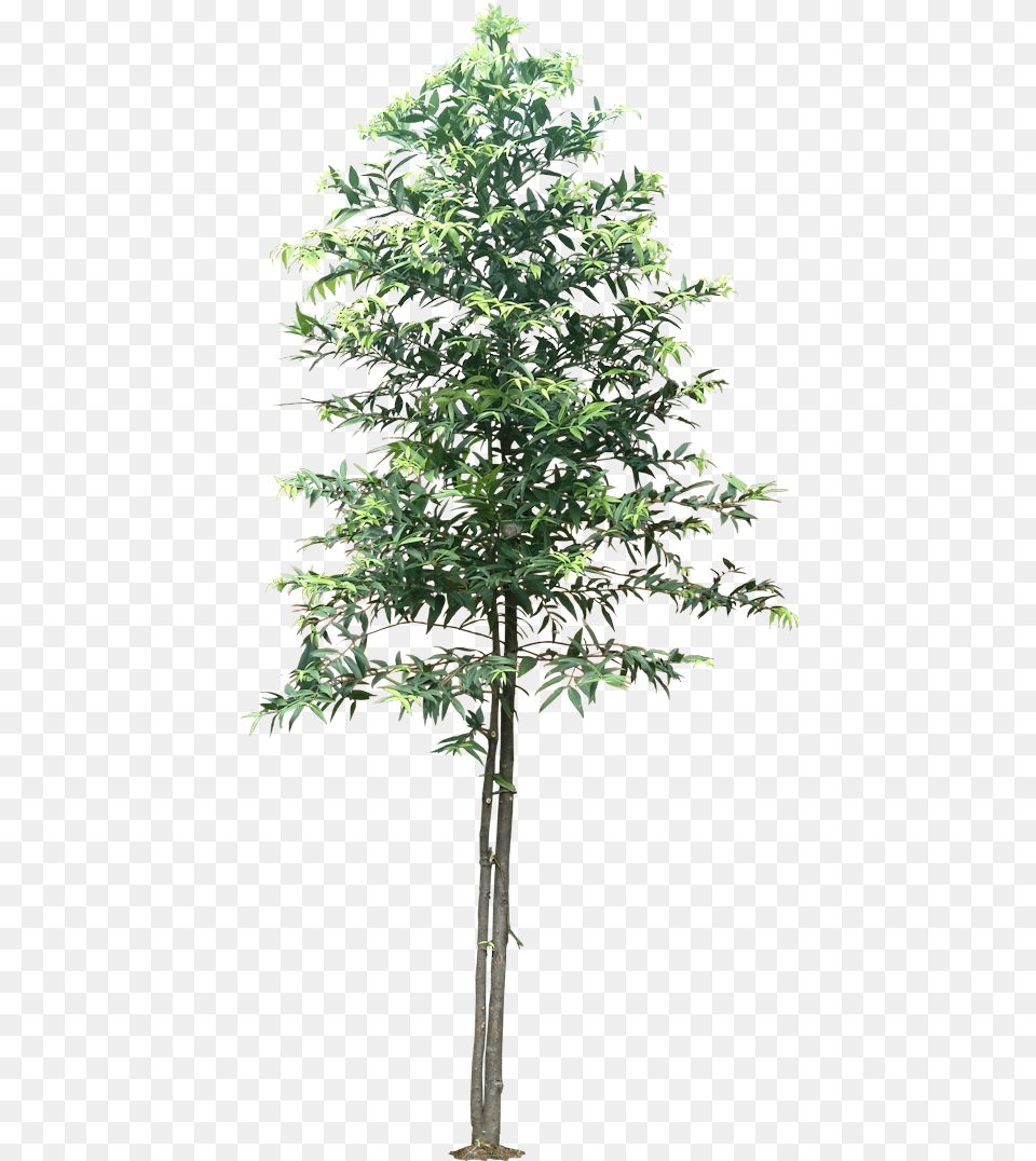Pond Pine, Leaf, Maple, Plant, Tree Free Transparent Png
