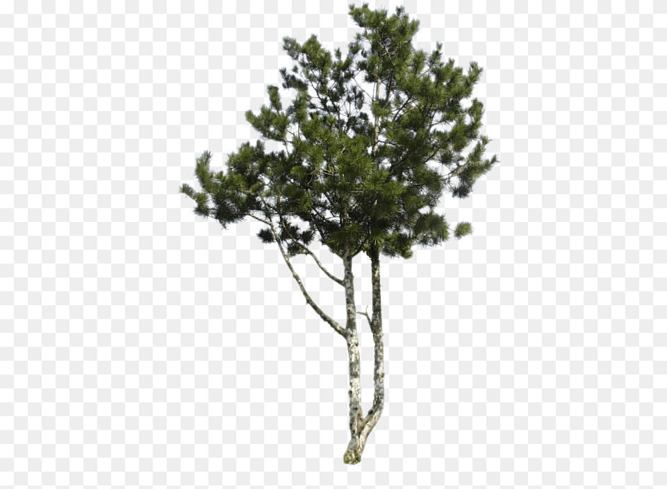 Pond Pine, Conifer, Plant, Tree, Tree Trunk Free Png