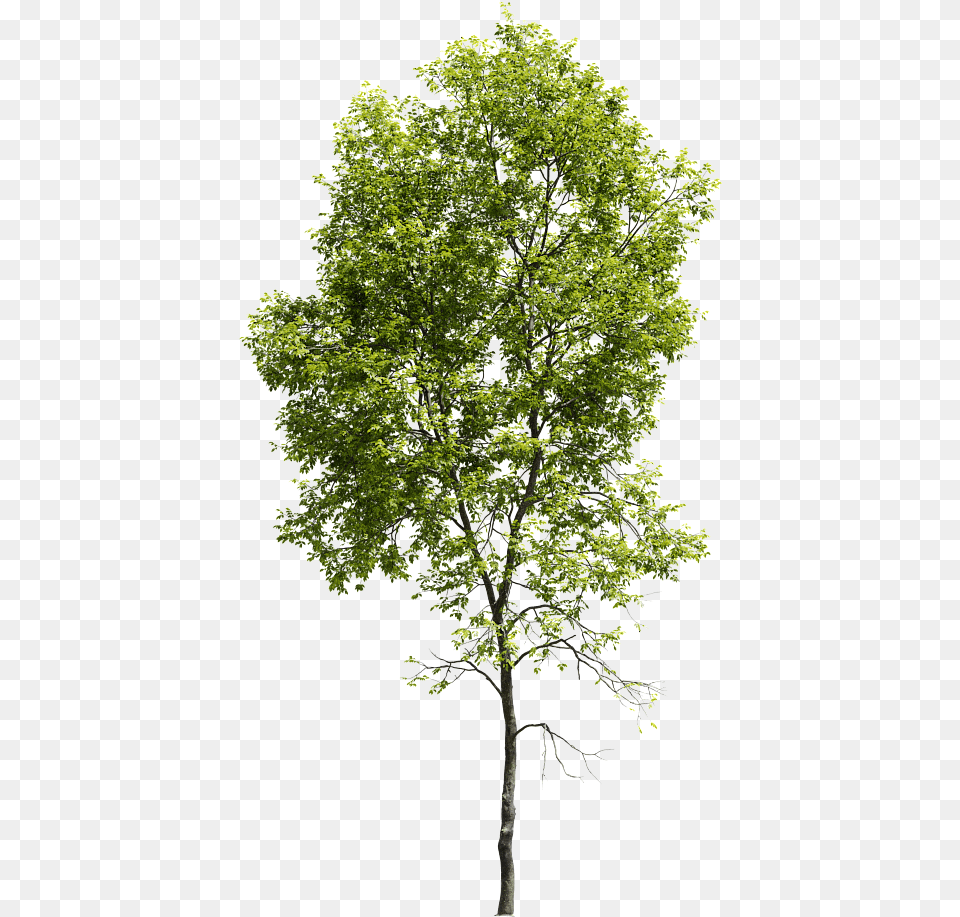 Pond Pine, Leaf, Maple, Oak, Plant Free Transparent Png