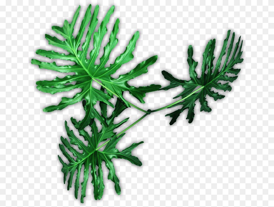 Pond Pine, Leaf, Plant, Fern, Flower Png Image