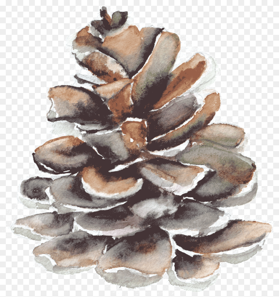 Pond Pine, Plant, Tree, Conifer, Fungus Free Png