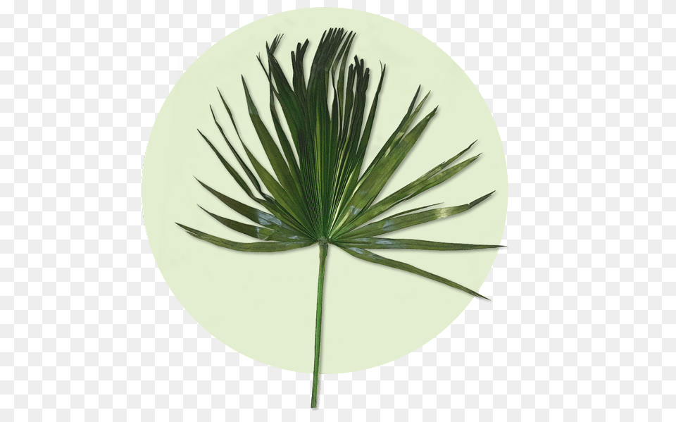 Pond Pine, Leaf, Palm Tree, Plant, Tree Free Png Download