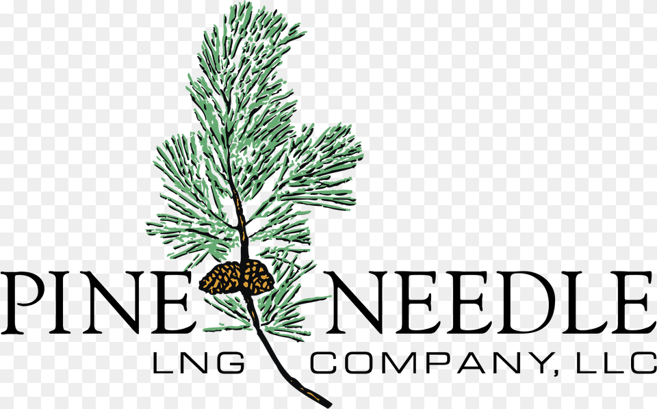 Pond Pine, Conifer, Plant, Tree, Fir Free Png Download