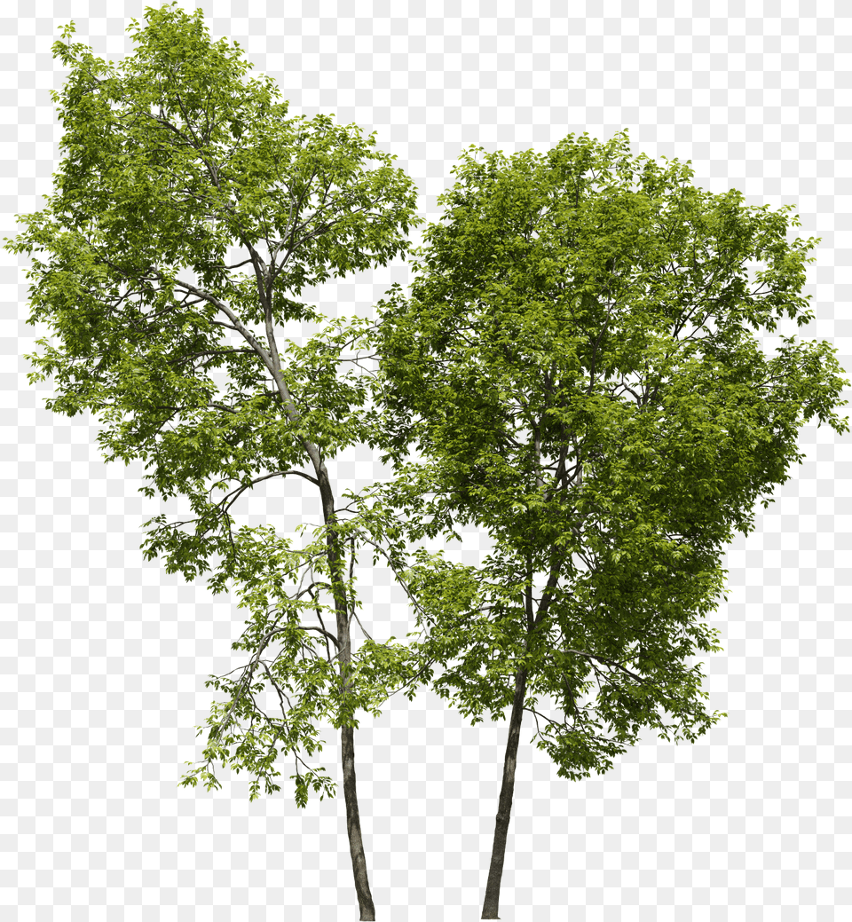 Pond Pine, Oak, Plant, Sycamore, Tree Free Png