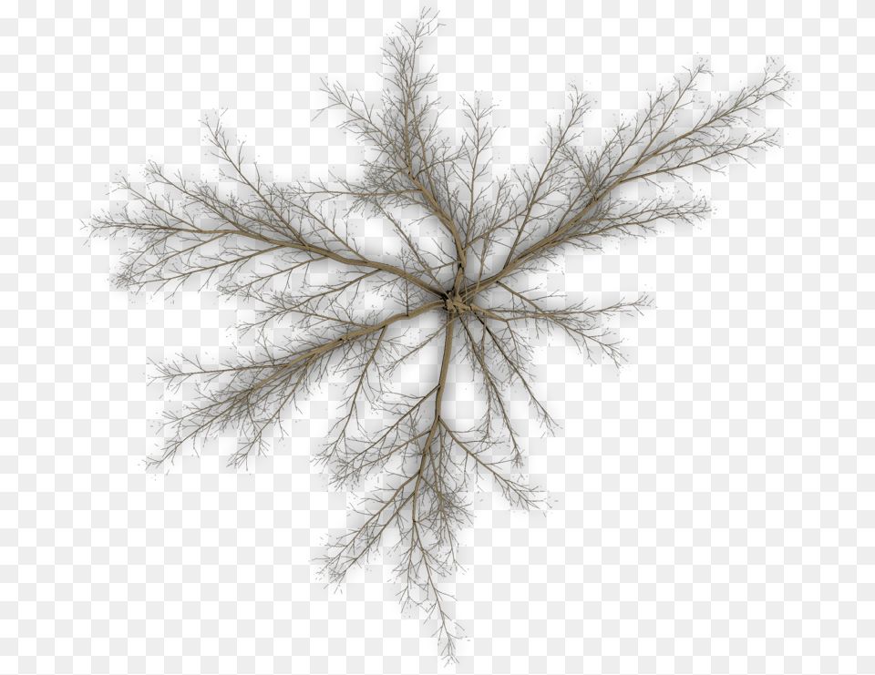 Pond Pine, Accessories, Fractal, Ornament, Pattern Free Png