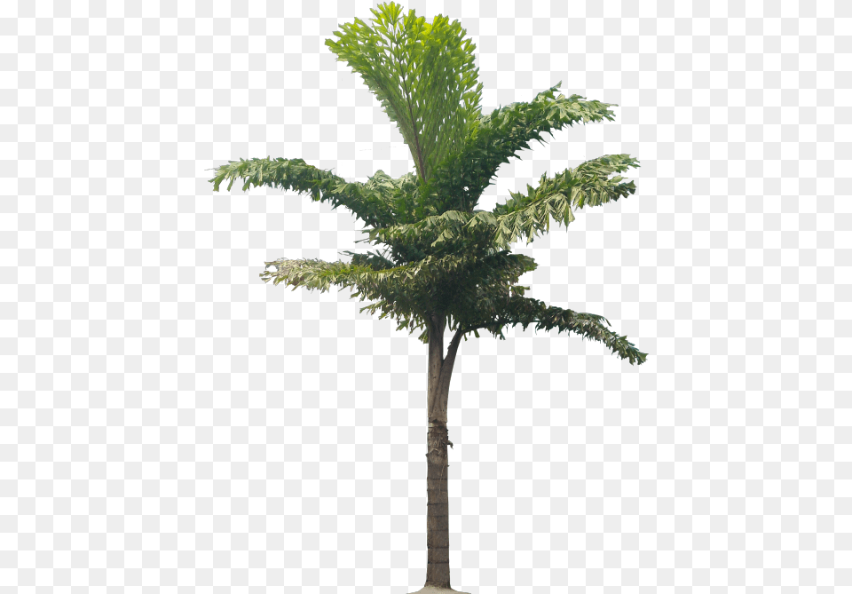 Pond Pine, Leaf, Palm Tree, Plant, Tree Png