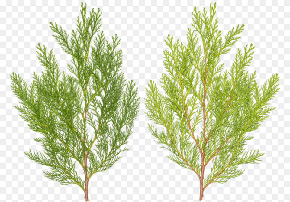 Pond Pine, Conifer, Herbal, Herbs, Leaf Png