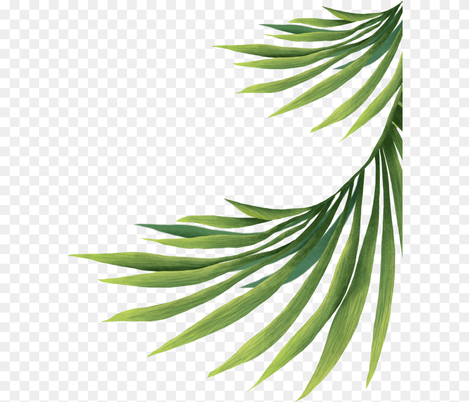 Pond Pine, Tree, Conifer, Plant, Leaf Png