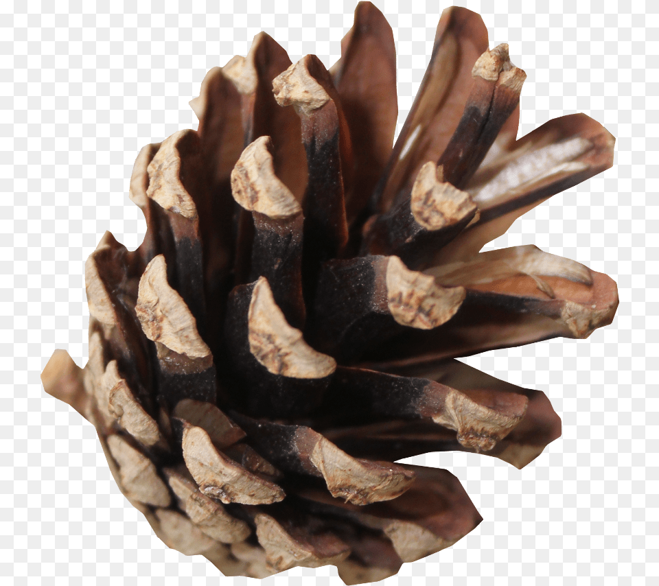 Pond Pine Download Conifer Cone, Plant, Tree Free Png