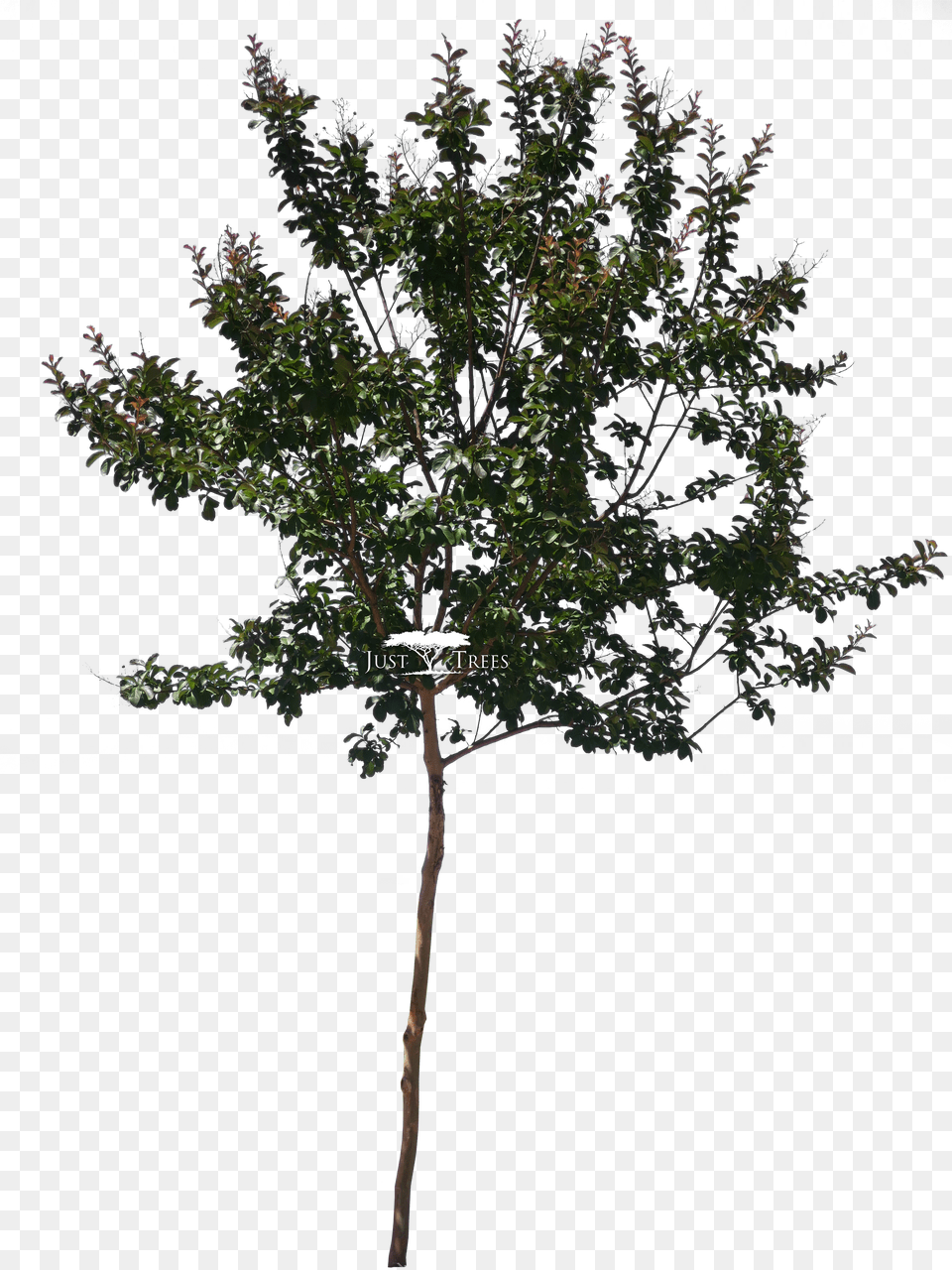 Pond Pine Lagerstroemia Indica Tree Png Image