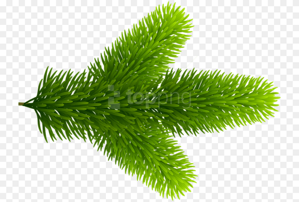 Pond Pine Pond Pine, Conifer, Fir, Plant, Spruce Free Transparent Png