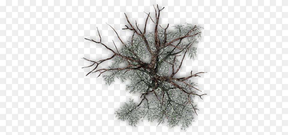 Pond Pine Tree From Above, Weather, Outdoors, Nature, Ice Png Image
