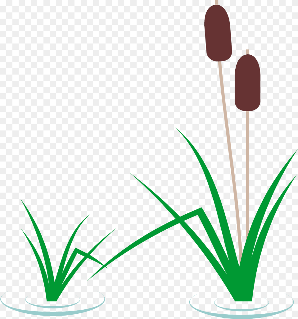 Pond Plant Clipart Cattail Clipart, Reed, Grass, Green, Flower Png Image