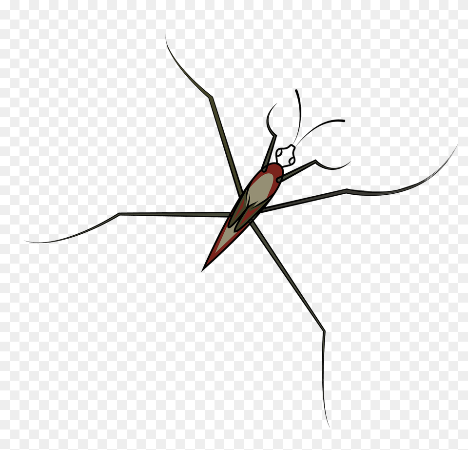 Pond Skater Clipart, Animal, Insect, Invertebrate, Mosquito Free Png