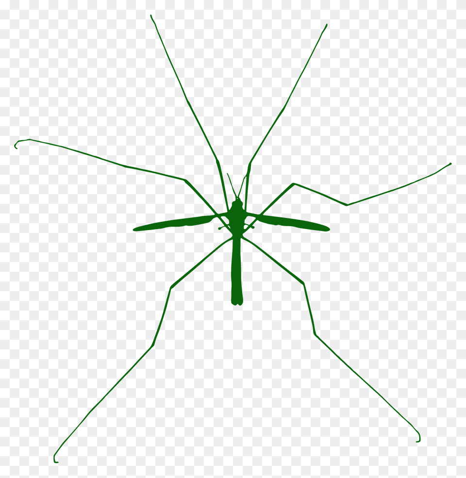 Pond Skater Silhouette, Animal, Bow, Insect, Invertebrate Png