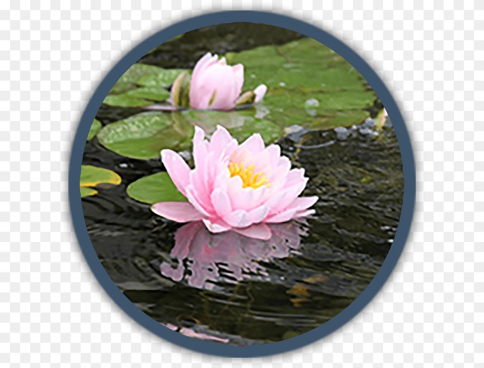 Pond Supplies Water Lily, Flower, Plant, Nature, Outdoors Free Transparent Png