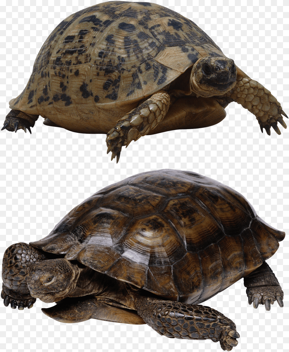 Pond Turtle Transparent, Animal, Reptile, Sea Life, Tortoise Png Image