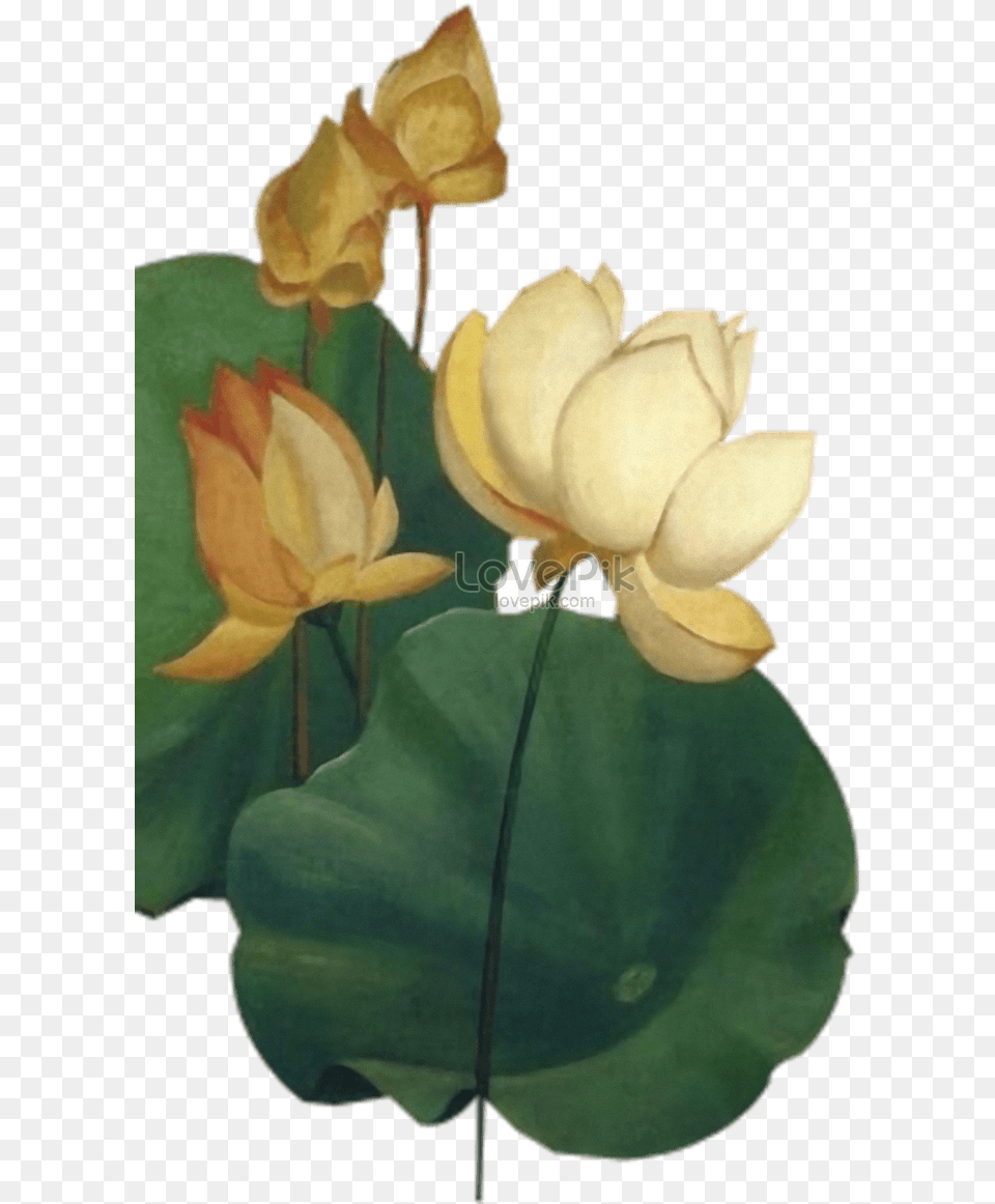 Pond Vector Lily Leaf Sacred Lotus, Flower, Plant, Art, Painting Free Png