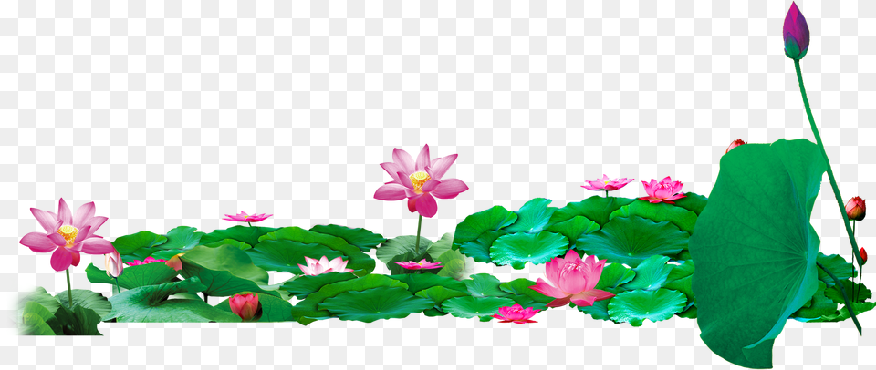 Pond Vector Lotus Lotus Pond Free Png