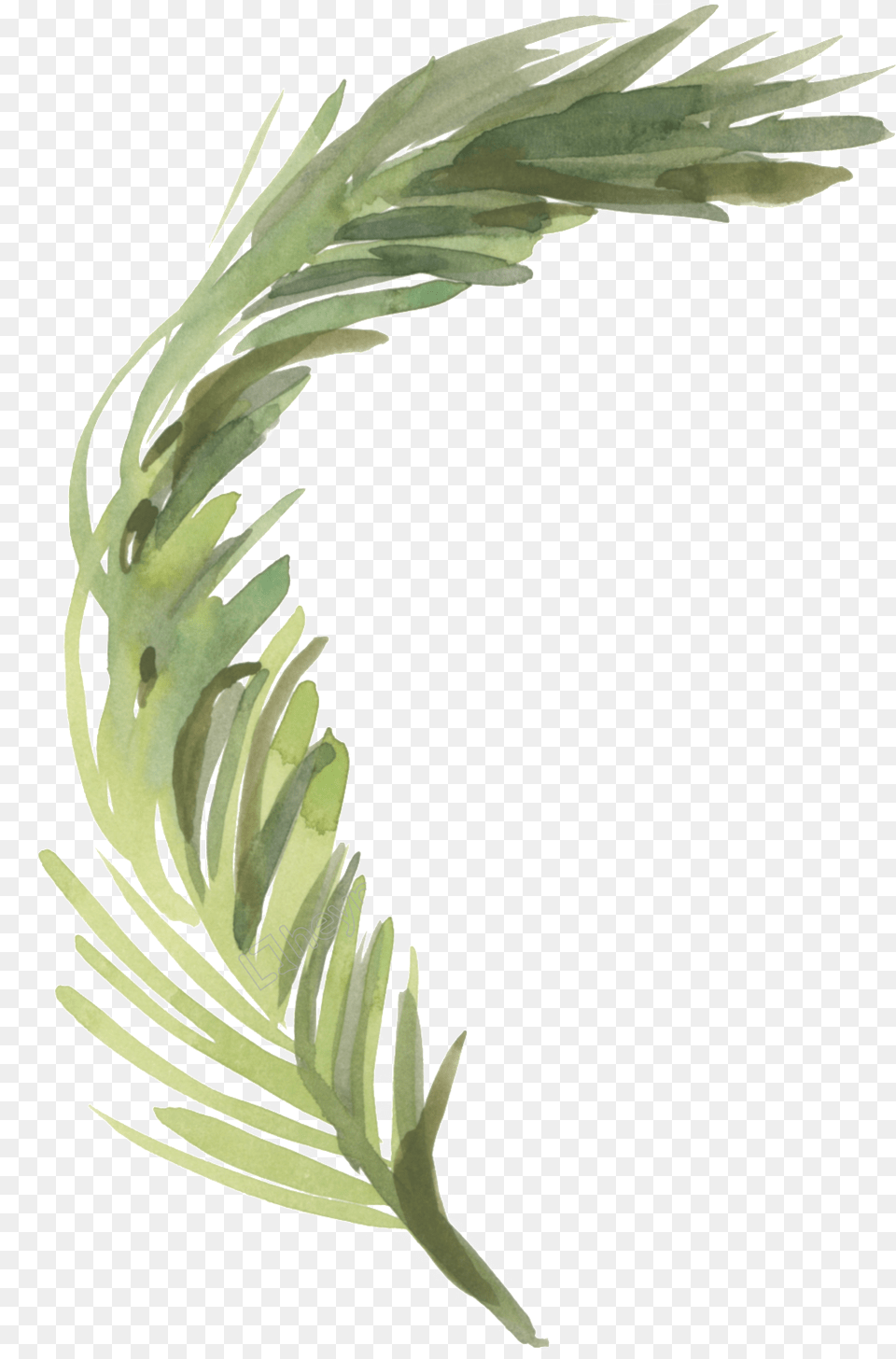 Pond Vector Reed Pampas Grass Watercolor, Plant, Tree, Art, Agropyron Free Png Download