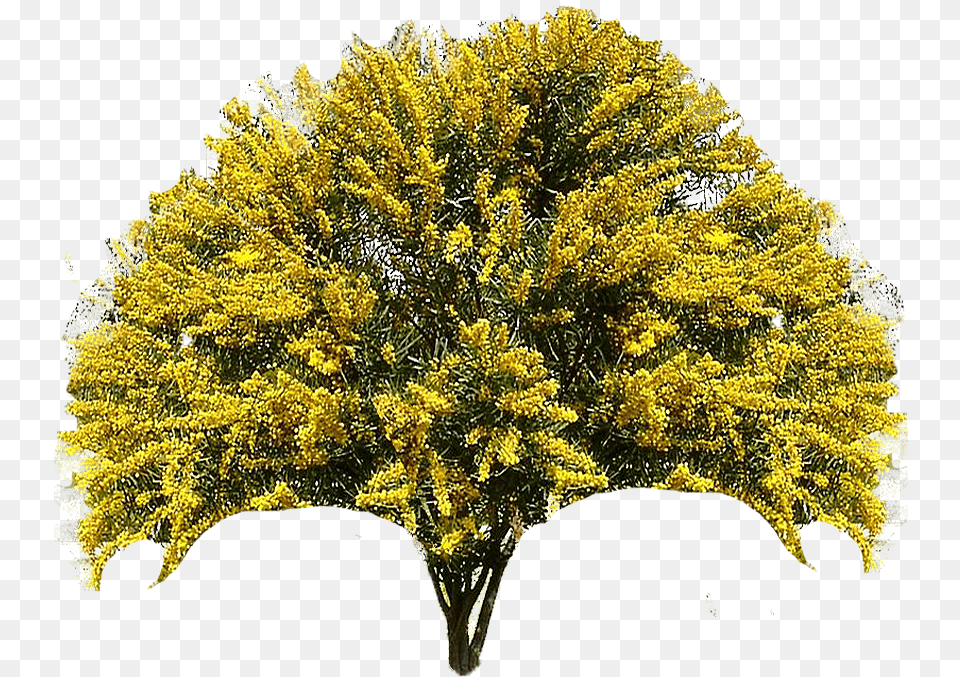 Poner En Arbusto Acacia Longifolia, Plant, Vegetation, Tree, Wedding Png Image