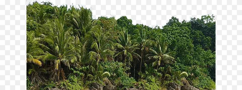 Poner En Arbusto Plantation, Outdoors, Vegetation, Tree, Jungle Png