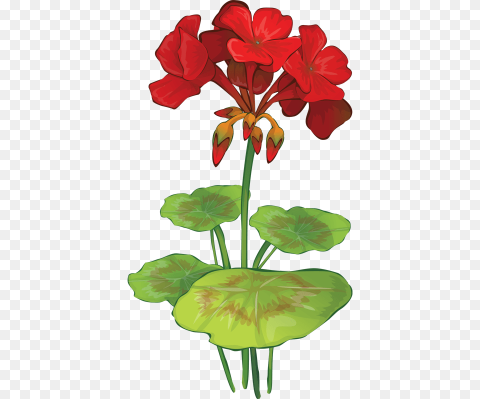 Pontiacs Rebellion An Overview Clip Art Flowers, Flower, Geranium, Plant, Rose Png