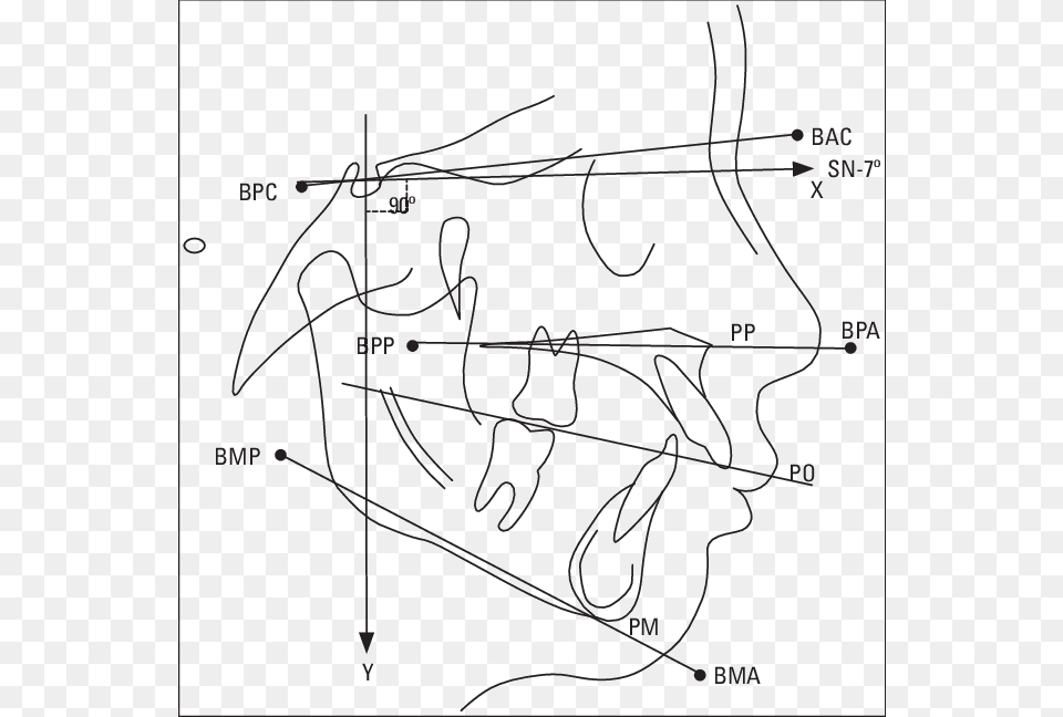 Pontos Fiduciais Planos E Linhas Cefalomtricas Planos Cefalomtricos, Chart, Plot, Animal, Fish Free Transparent Png